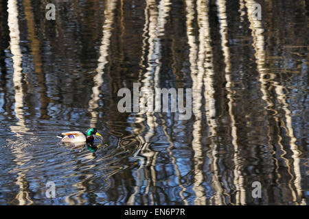 Stockente, Schwimmen im Teich mit reichen Umgebung Reflexion Textur Stockfoto