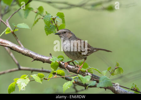 Heckenbraunelle (Prunella Modularis) thront auf einem Baum. Stockfoto