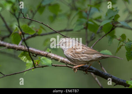 Heckenbraunelle (Prunella Modularis) thront auf einem Baum. Stockfoto