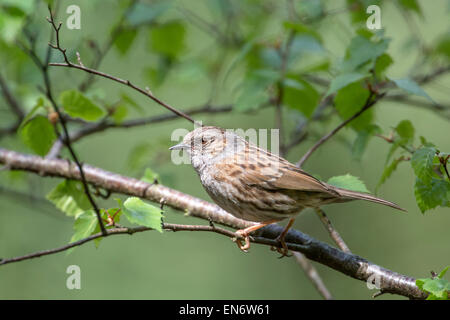 Heckenbraunelle (Prunella Modularis) thront auf einem Baum. Stockfoto