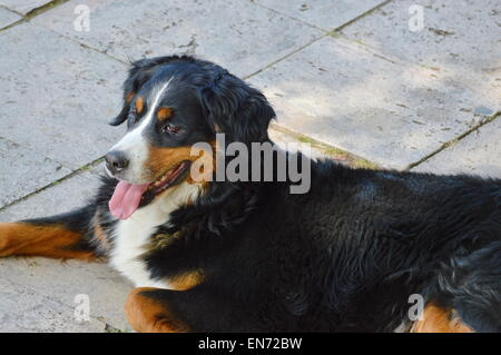 Berner Sennenhund liegend auf dem Bürgersteig Stockfoto