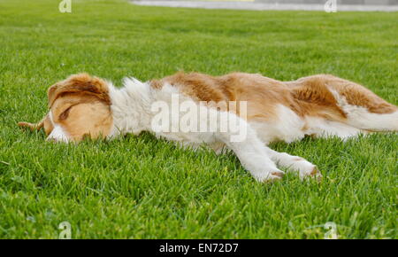 Verschlafenen Hund mit orangefarbenen rötlichen Fell in der Wiese liegend Stockfoto