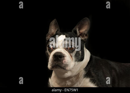 Boston Terrier im Studio Stockfoto