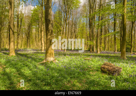 Ein heller, aber kühler Tag in West Woods, in der Nähe von Marlborough in Wiltshire, als die Glockenblumen sind gerade erst die Wald f decken Stockfoto