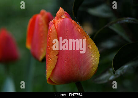 Frühlingsregen auf orange Tulpe im Garten Stockfoto