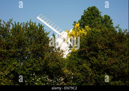 Weiße Mühle hinter grünen Bäumen, Finchingfield, Essex, uk Stockfoto