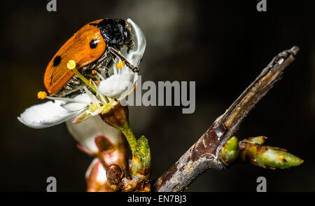 Wiesenthau, Deutschland. 19. April 2015. Ein kurzer gehörnten Getreidehähnchen kriecht über eine Kirschblüte in der Nähe von Wiesenthau, Deutschland, 19. April 2015. Foto: Nicolas Armer/Dpa/Alamy Live News Stockfoto