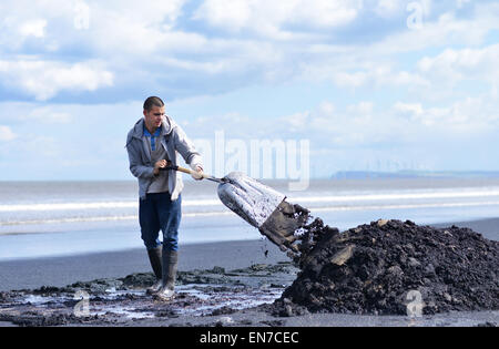 Menschen sammeln Meer-Kohle auf Seaton Carew Strand in der Nähe von Hartlepool, UK Stockfoto