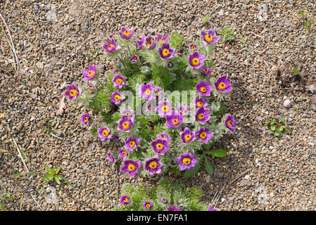 Pulsatilla Vulgaris Grandis. Kuhschelle Stockfoto