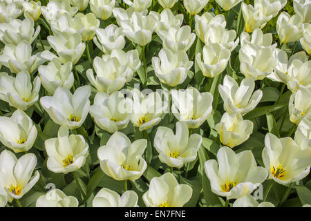 Weiße Tulpen in den Keukenhof Gärten in den Niederlanden Stockfoto