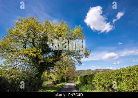 Eiche Baum kommen in Blatt mit eine einsame Wolke am blauen Himmel schweben. Eine englische Feldweg im Frühjahr. Stockfoto