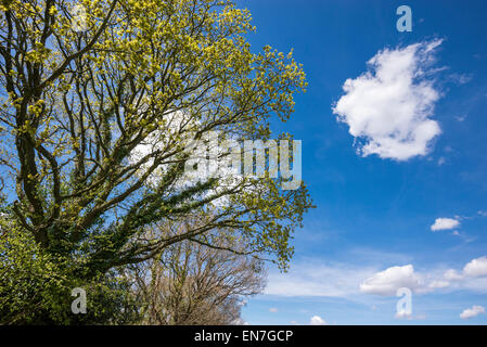 Eiche Baum kommen in Blatt mit eine einsame Wolke am blauen Himmel schweben. Stockfoto