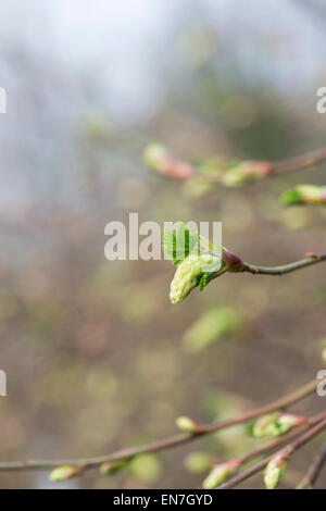 Ribes Sanguineum Atrorubens. Neue Triebe auf eine Winter-Johannisbeeren, rot blühende Johannisbeere im zeitigen Frühjahr Stockfoto