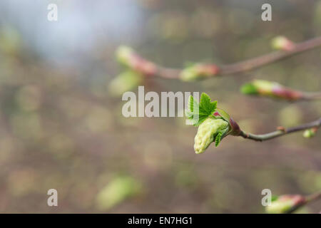 Ribes Sanguineum Atrorubens. Neue Triebe auf eine Winter-Johannisbeeren, rot blühende Johannisbeere im zeitigen Frühjahr Stockfoto