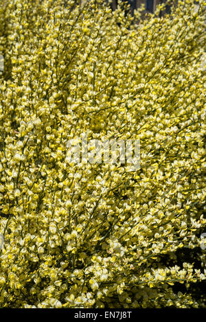 Blasses gelb Cytisus Praecox blüht in der Frühlingssonne in Sheffield Botanical Gardens, Yorkshire. Stockfoto