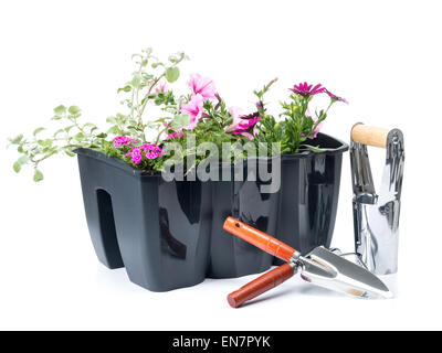 Kunststoff Blumenkasten mit frischen Blumen und Gartengeräte Hand geschossen auf weißem Hintergrund Stockfoto