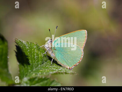 Grüner Zipfelfalter Schmetterling. Sheepleas, East Horsley, Surrey, England. Stockfoto