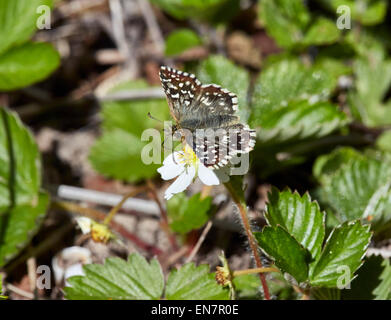 Ergrauten Skipper Butterfly Nectaring auf wilde Erdbeeren. Sheepleas, East Horsley, Surrey, England. Stockfoto