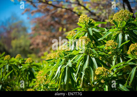 Euphorbia Mellifera in Blüte. Ein Bild von der ungewöhnlichen Blütenstände die riechen von Honig. Stockfoto