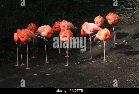 Herde von amerikanischen oder Karibik Flamingos (Phoenicopterus Ruber) dösen in der frühen Morgensonne Stockfoto