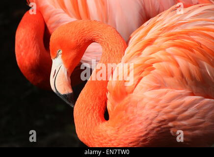 Amerikanische oder Karibik Flamingo (Phoenicopterus Ruber), Nahaufnahme des Kopfes, ein anderer im Hintergrund Stockfoto