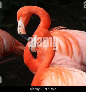 Doppelporträt von zwei amerikanischen oder Karibik Flamingos (Phoenicopterus Ruber), Nahaufnahme des Kopfes Stockfoto