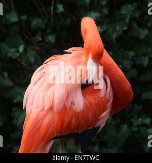 Putzen, American oder Karibik Flamingo (Phoenicopterus Ruber), Nahaufnahme von Kopf und Körper Stockfoto