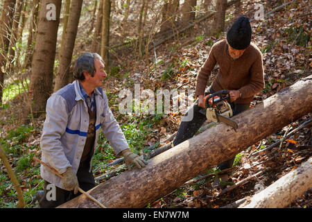 Ältere Landwirte Holzfäller Abholzen von Bäumen für Bauholz oder Brennholz Stockfoto