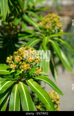 Euphorbia Mellifera in Blüte. Eine Nahaufnahme von der ungewöhnlichen Blütenstand welche Gerüche des Honigs. Stockfoto