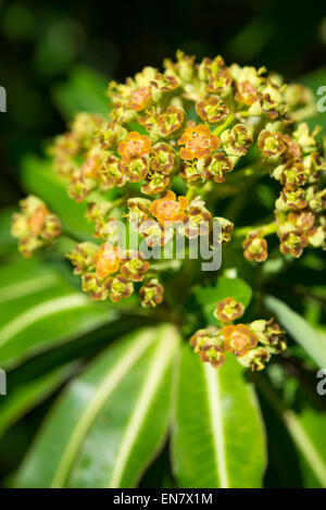 Euphorbia Mellifera in Blüte. Eine Nahaufnahme von der ungewöhnlichen Blütenstand welche Gerüche des Honigs. Stockfoto