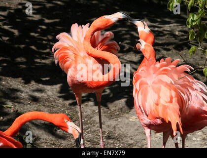 Drei mutige Amerikaner oder Karibik Flamingos (Phoenicopterus Ruber) kämpfen, Gemüter Abfackeln Stockfoto