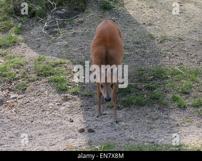 Kleinen Südosten afrikanischen roten Wald Ducker oder Natal Ducker Antilope (Cephalophus Natalensis) Stockfoto