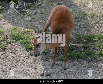 Kleine afrikanische rot Wald Ducker oder Natal Ducker Antilope (Cephalophus Natalensis) mit einem Juckreiz kratzte sich am Kopf mit Hinterbein Stockfoto