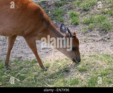 African Red Forest Ducker oder Natal Ducker Antilope (Cephalophus Natalensis), Nahaufnahme beim grasen Stockfoto