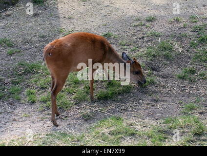 Südöstlichen afrikanischen roten Wald Ducker oder Natal Ducker Antilope (Cephalophus Natalensis) Weiden Stockfoto