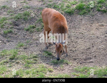 Roter Wald Ducker oder Natal Ducker Antilope (Cephalophus Natalensis) Stockfoto