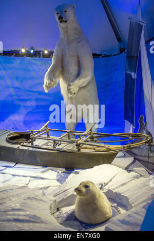 Oslo, Norwegen. 7. April 2015. Ein ausgestopften Eisbären wird auf dem Display an das Fram-Museum auf der Bygdoey Halbinsel in Oslo, Norwegen, 7. April 2015. Das Museum widmet sich der Geschichte der norwegischen Polarexpeditionen. Foto: JENS Büttner/Dpa/Alamy Live News Stockfoto