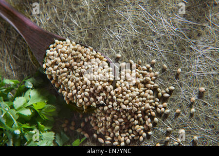 Korianderblätter und Koriandersamen auf Holzlöffel Stockfoto