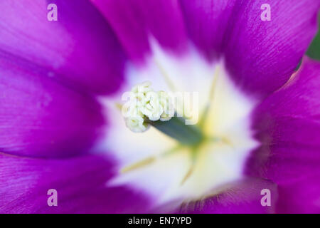 Makrobild des Stigmas und des Stempel einer schönen, leuchtend violetten Tulpe, Großbritannien Stockfoto