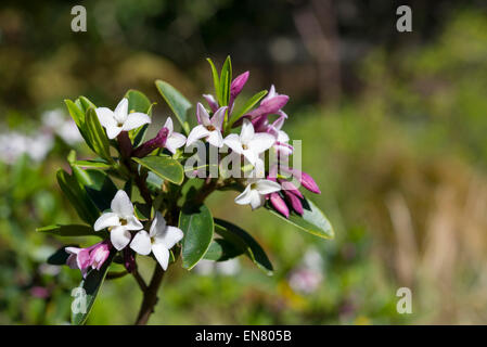 Nahaufnahme von einer immergrünen Daphne mit rosa Knospen und Blüten. Stockfoto
