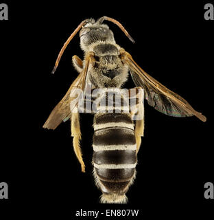 Halictus Brunnescens, M, Rücken, Griechenland, Ägäischen Inseln, Lesbos, Mytilene 2015-03-06-10.48.42 ZS PMax Stockfoto