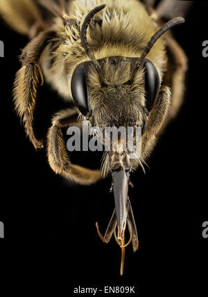 Eucera Dubitata, f, Ga, Bäcker, face 2015-01-08-16.10.22 ZS PMax Stockfoto