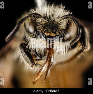 Osmia rufohirta, eine freimaurerbienenart, fotografiert in Mytilene, Griechenland, zeigt eine Nahaufnahme des Gesichts der männlichen Biene. Dieses Insekt gehört zur Familie der Megachilidae und ist wichtig für die Bestäubung. Zu den charakteristischen Merkmalen gehören ein großer, spezialisierter Proboscis, zusammengesetzte Augen und Antennen. Die Biene wird hier in einem mediterranen Lebensraum gesehen, was ihre Rolle als Bestäuber in der Region unterstreicht. Stockfoto