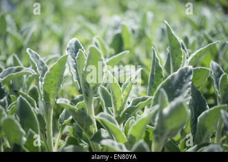 Frische neue Triebe von einem Stachys Byzantina Silber Teppich-Werk in hellen Frühlingssonne. Stockfoto