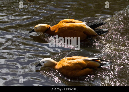 Martin bloße, Rufford, Burscough, Southport, Lancashire, UK, 29. April 2015. Paar Ruddy Brandente Vogelgrippe Frühling an der WWT Martin bloße Naturschutzgebiet Wetland Centre. Enten & Drakes in der Zucht Gefieder geben territoriale zeigt entlang der Grenzen ihres Territoriums, Ausdruck jagen Verhalten, precopulatory und komplexen Umwerbung zeigt, von denen viele integrieren Bewegungen, die Zier der Drake Gefieder betonen. Stockfoto