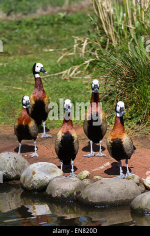 Whistling Ducks mit weißen Gesicht bei Martin Mere, Rufford, Burscough, Southport, Lancashire, Großbritannien 29. April 2015. (Dendrocygna viduata) eine langbeinige Ente mit einem auffälligen weißen Gesicht- und Nackenfleck, mit schwarzem und braunem Gefieder.  Vogelquelle im Martin Mere Nature Reserve Wetland Centre. Enten und Draken im Zuchtgefieder geben territoriale Darstellungen entlang der Grenzen ihres Territoriums, was das Verfolgungsverhalten, vorvulatorische und komplexe Balzdarstellungen zum Ausdruck bringt, von denen viele Bewegungen beinhalten, die das ornamentale Gefieder des drakes betonen. Stockfoto