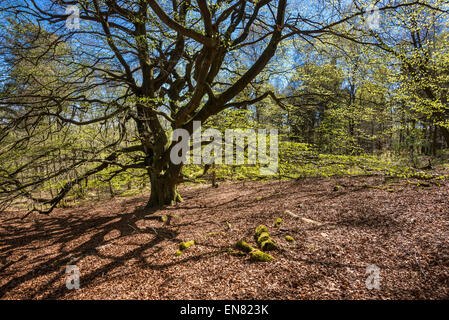 Nach oben in den Baumkronen eine Reife Buche mit frischen neuen verlässt Glühen in der Frühlingssonne. Stockfoto