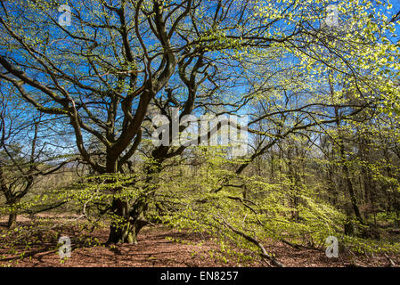 Nach oben in den Baumkronen eine Reife Buche mit frischen neuen verlässt Glühen in der Frühlingssonne. Stockfoto