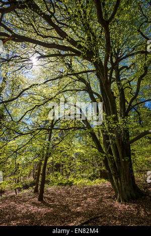 Nach oben in den Baumkronen eine Reife Buche mit frischen neuen verlässt Glühen in der Frühlingssonne. Stockfoto