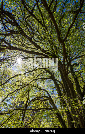 Nach oben in den Baumkronen eine Reife Buche mit frischen neuen verlässt Glühen in der Frühlingssonne. Stockfoto